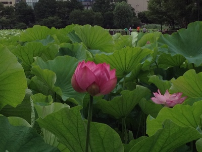 20120711 005.jpg
